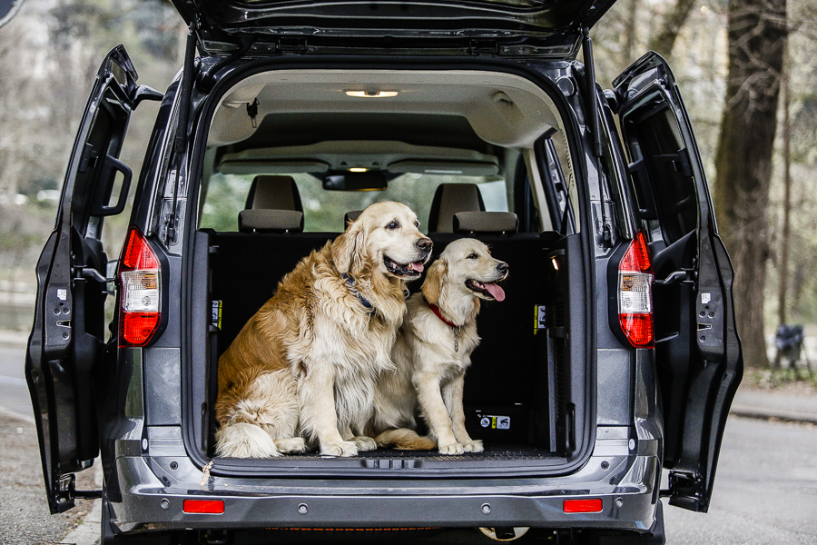 animali-domestici-labrador